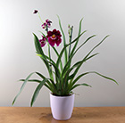Miltoniopsis Newton Falls gx and pot cover combination