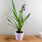 Zygopetalum Trozy Blue and pot cover combination