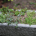 Sedum collection and large alpine trough