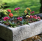 Lewisia collection and large alpine trough
