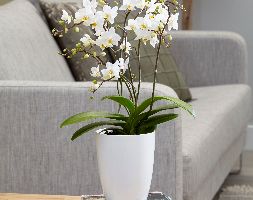 Phalaenopsis White Willd Orchid and pot cover