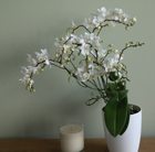 Phalaenopsis White Willd Orchid and orchid pot cover combination