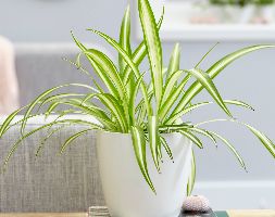 Chlorophytum comosum Variegatum and pot cover