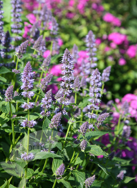 Buy Mexican giant hyssop Agastache 'Blue Fortune': Delivery by Crocus