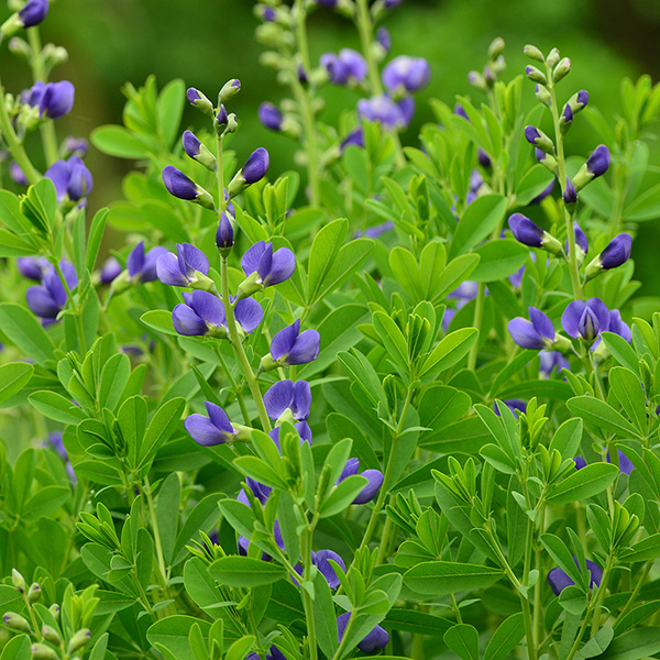 Buy false Indigo Baptisia australis