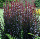 Berberis thunbergii f. atropurpurea 'Helmond Pillar'