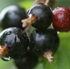 blackcurrant Ben Connan (PBR)
