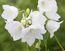 Campanula Persicifolia Bells White Bellflower Bells White In Gardentags Plant Encyclopedia Campanula persicifolia is evergreen in warm winter climates. campanula persicifolia bells white