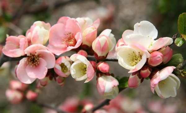 Buy flowering quince Chaenomeles speciosa 'Moerloosei'