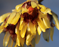 Chimonanthus praecox wintersweet