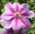 Clematis Bees' Jubilee