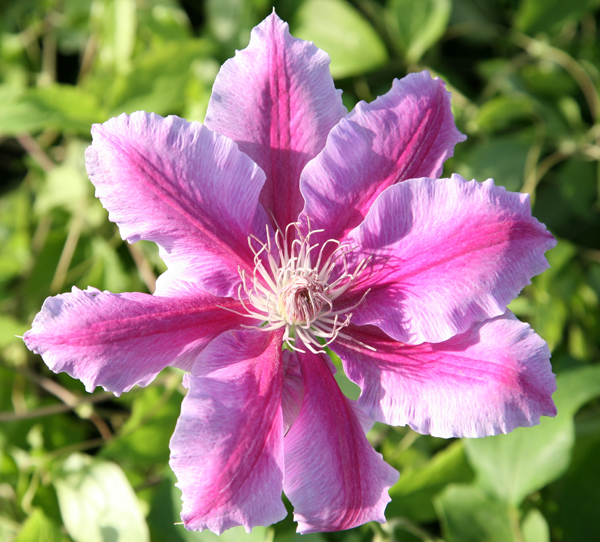 Buy clematis (group 2) Clematis 'Doctor Ruppel ' Delivery by Crocus