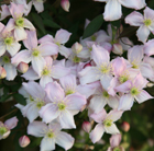 Clematis montana var. rubens Pink Perfection