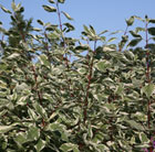 Cornus alba elegantissima