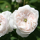 Rosa Madame Hardy