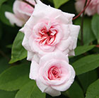 Rosa Climbing Cecile Brunner