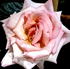 Rosa Compassion