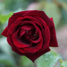 Rosa Climbing Etoile de Hollande