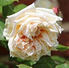 Rosa Gloire de Dijon