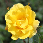 Rosa Golden Showers