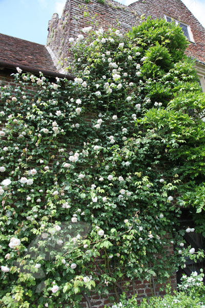 Buy rose Madame Alfred Carrière (climbing noisette) Rosa ...