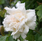 Rosa Madame Alfred Carrière