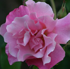 Rosa Madame Grégoire Staechelin