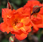 Rosa Warm Welcome ('Chewizz') (PBR)