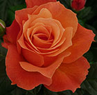 Rosa Fellowship ('Harwelcome') (PBR)