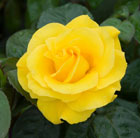Rosa Golden Wedding ('Arokris') (PBR)