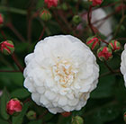 Rosa White Pet