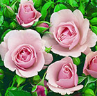 Rosa Congratulations ('Korlift') (PBR)
