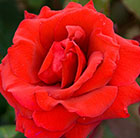 Rosa Royal William ('Korzaun') (PBR)