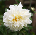 Rosa Albéric Barbier