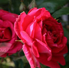 Rosa Paul's Scarlet Climber