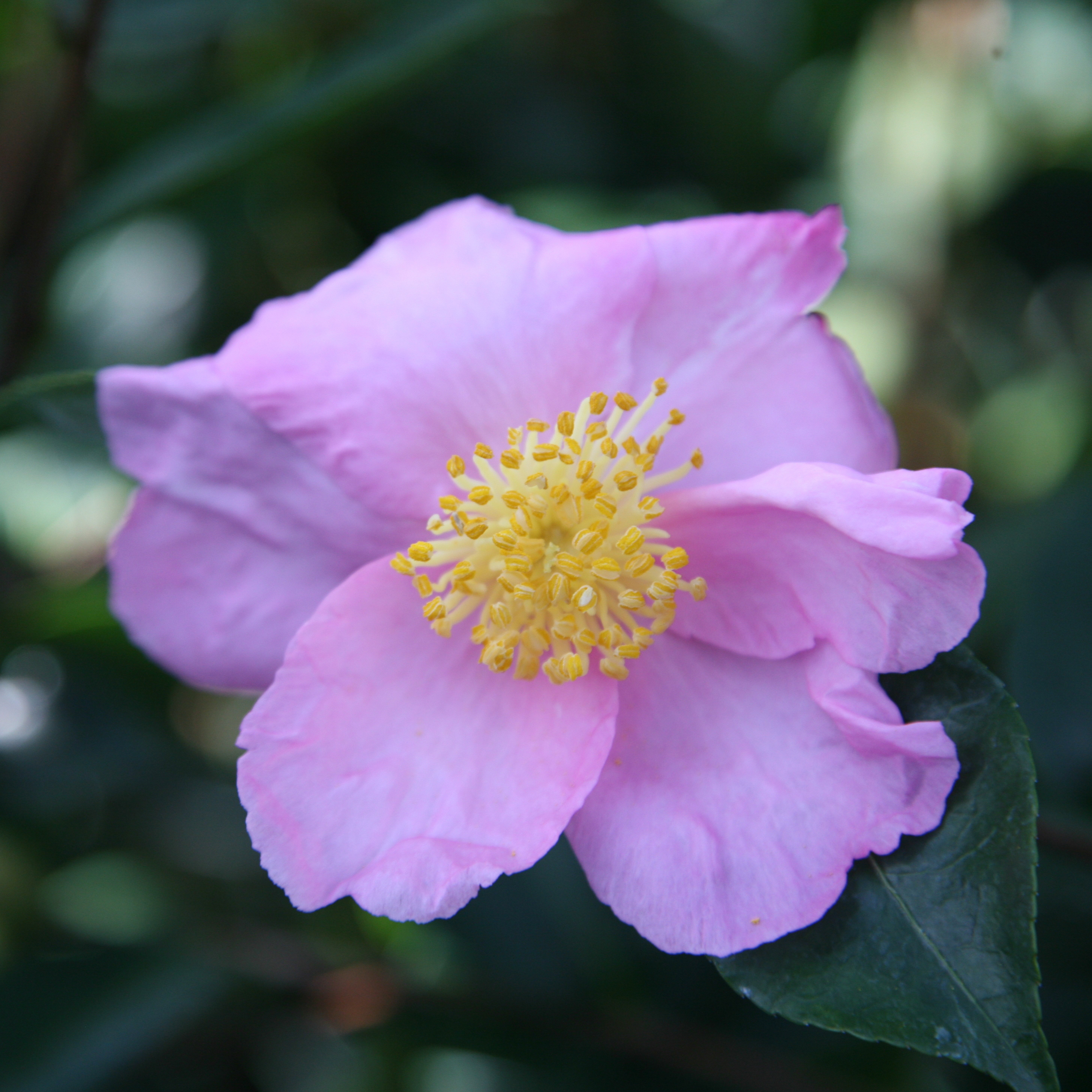 Buy camellia Camellia sasanqua 'Plantation Pink'