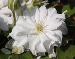 Clematis Arctic Queen aposEvitwoapos PBR clematis group 2