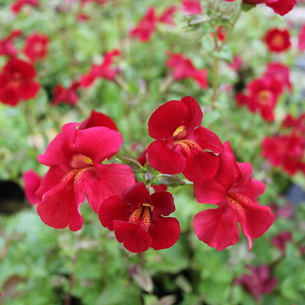 Buy monkey flower Mimulus cupreus 'Red Emperor' Delivery by Crocus