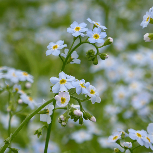 Buy water Myosotis scorpioides Delivery by Crocus