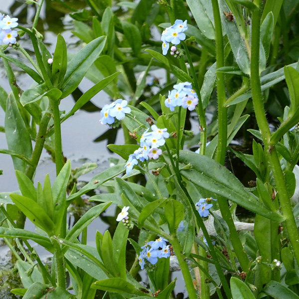 Buy water Myosotis scorpioides Delivery by Crocus