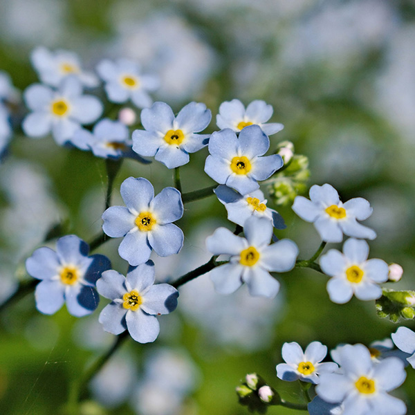 Buy water Myosotis scorpioides Delivery by Crocus