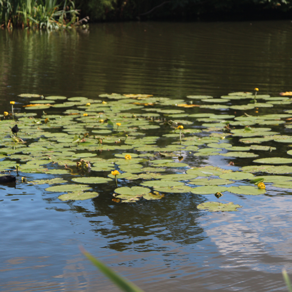 Buy brandy bottle Nuphar lutea Delivery by Crocus