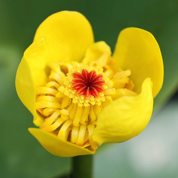 Buy brandy bottle Nuphar lutea Delivery by Crocus