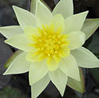 Nymphaea Pygmaea Helvola