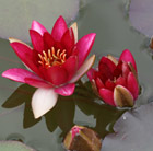 Nymphaea Pygmaea Rubra