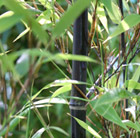 Phyllostachys nigra Phyllostachys nigra