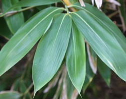 Sasa palmata broad leaved bamboo