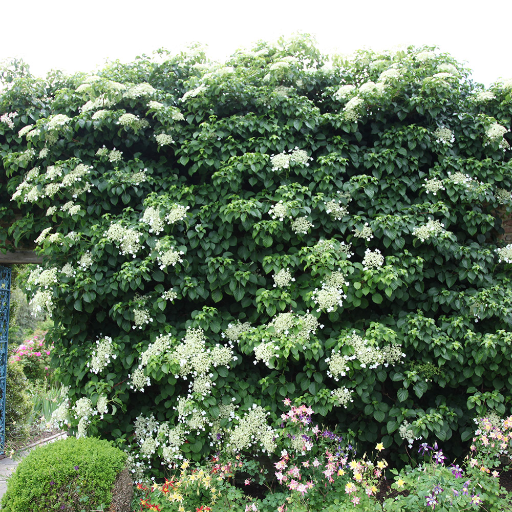 Buy climbing hydrangea Hydrangea anomala subsp
