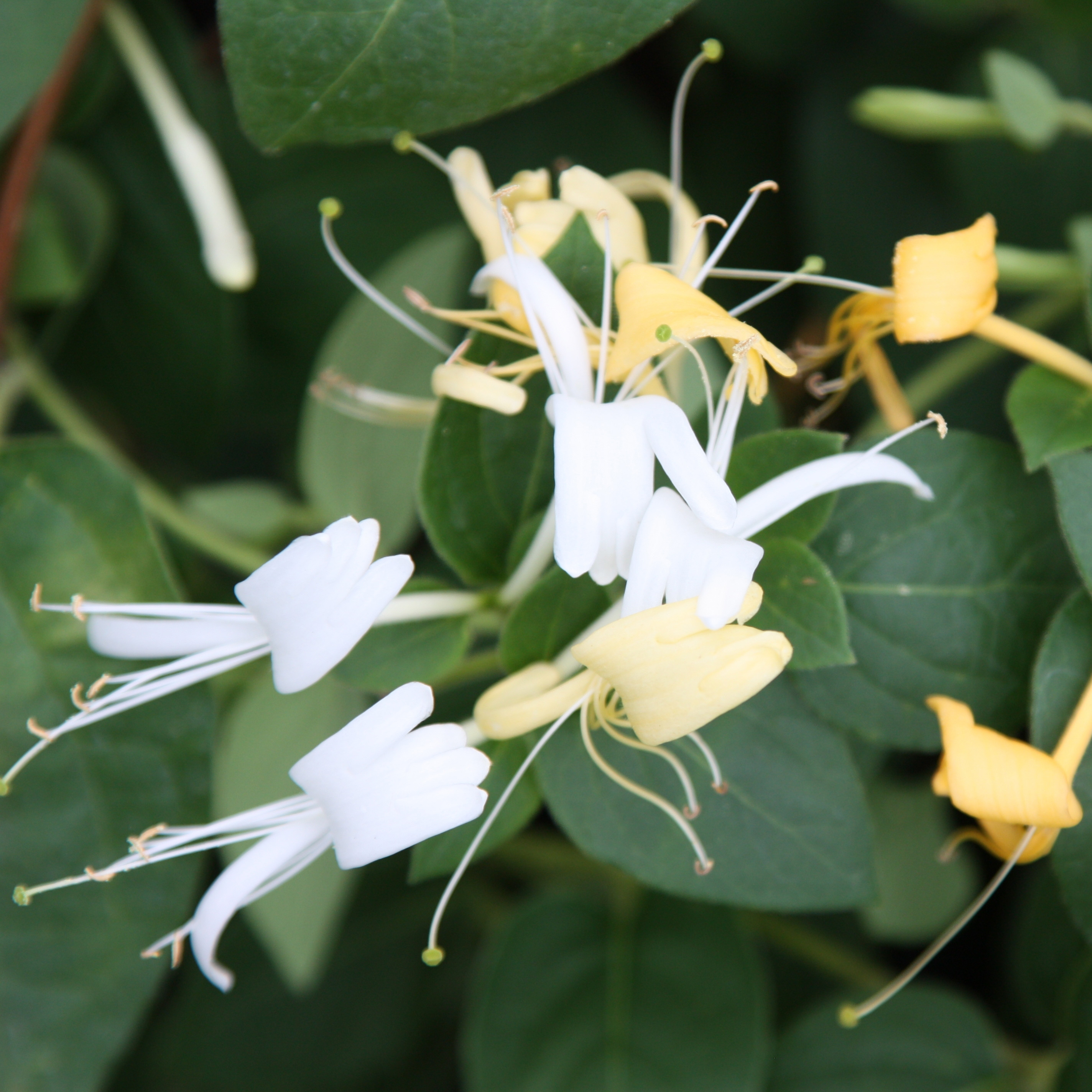 Buy Japanese honeysuckle Lonicera japonica 'Halls Prolific' 
