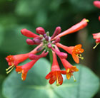 Lonicera × brownii Dropmore Scarlet